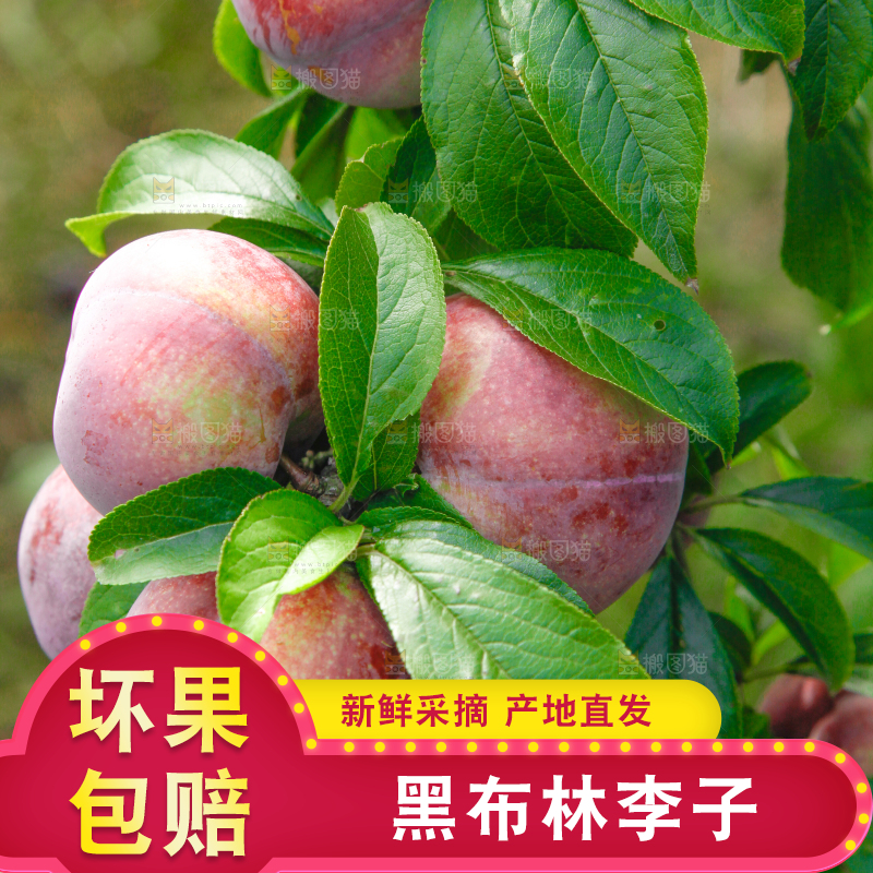 树上挂着黑布李