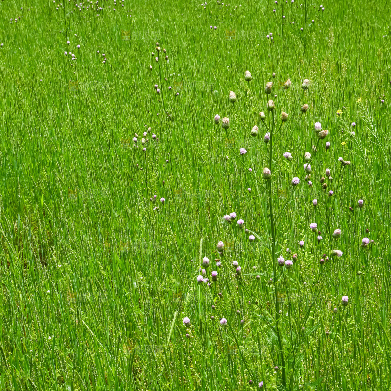 一片草地