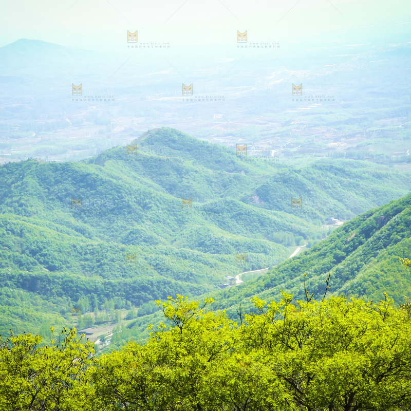 山上的绿植
