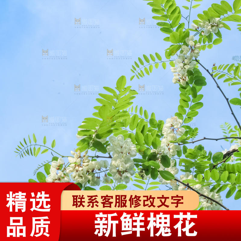 槐树槐花