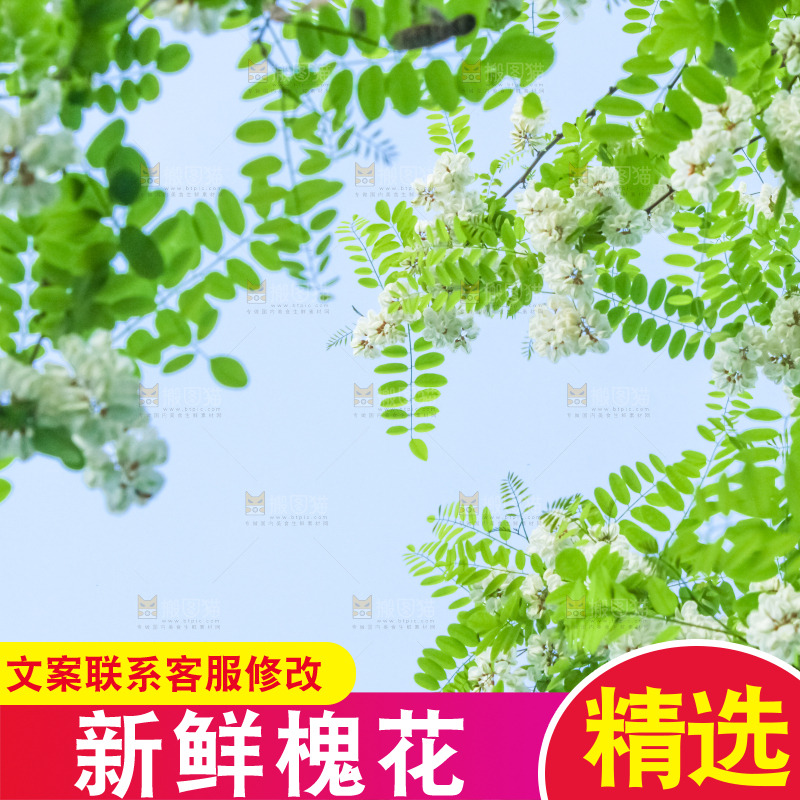 槐树槐花