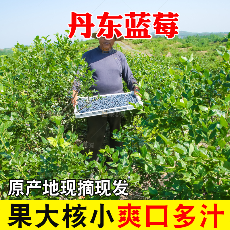 农民正在采摘蓝莓
