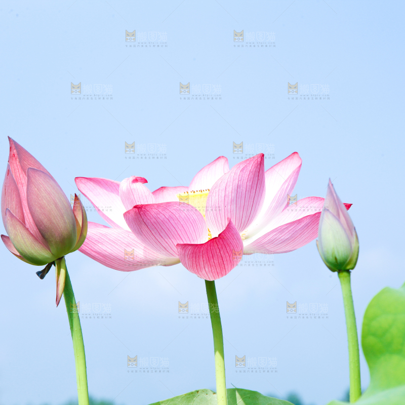 池塘里的荷花