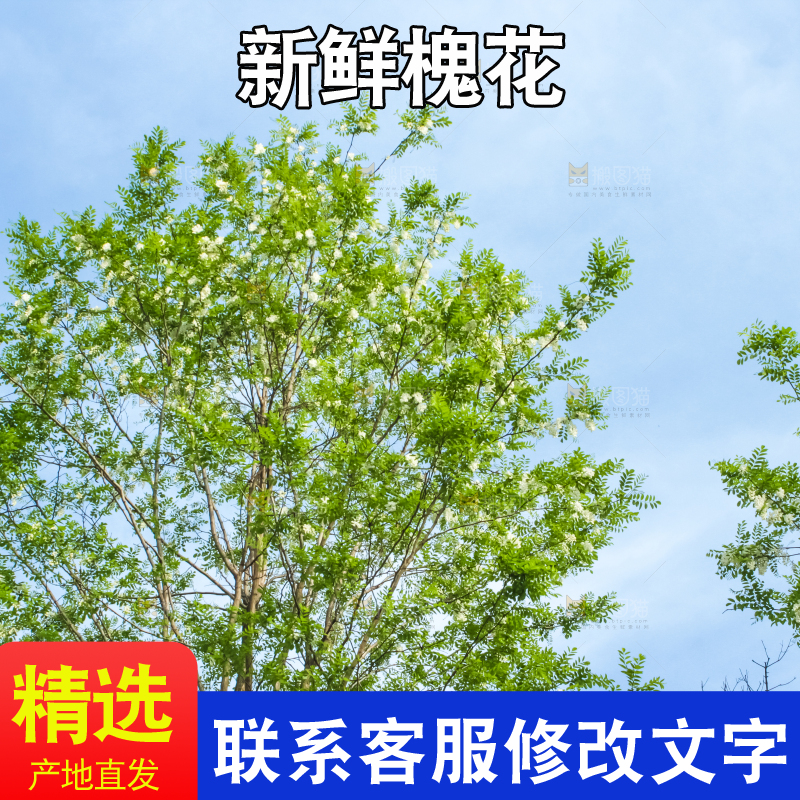 槐树槐花