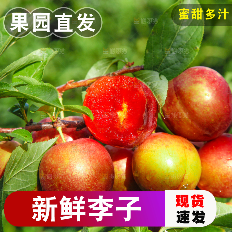 李子树上的红布李
