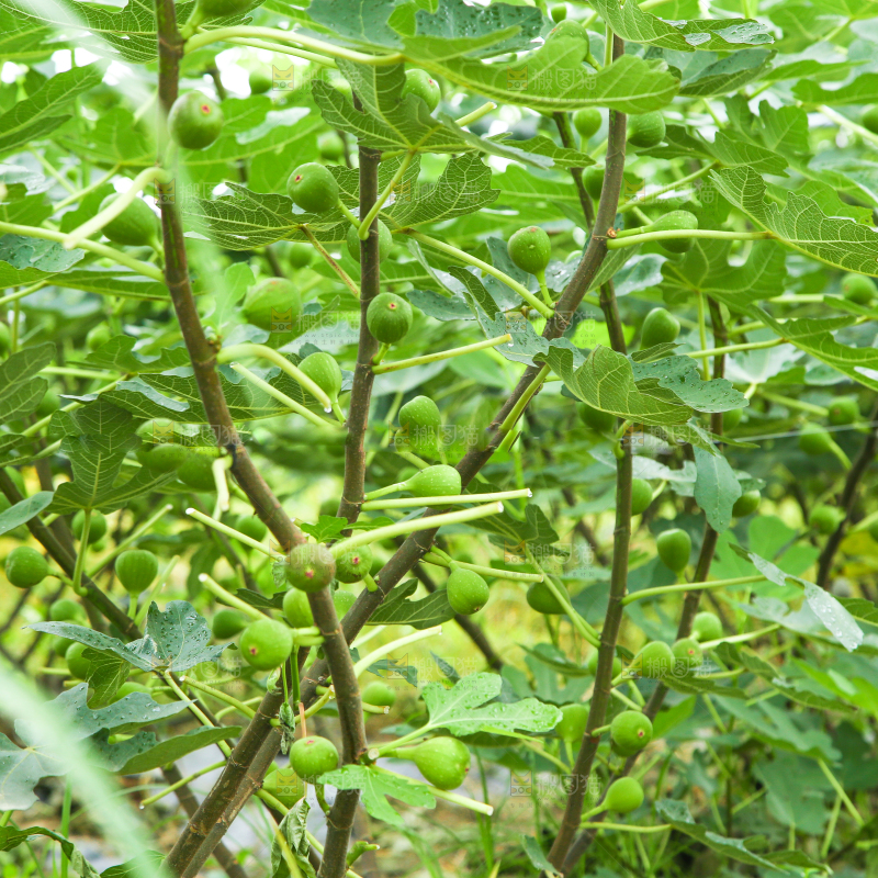 户外的无花果树