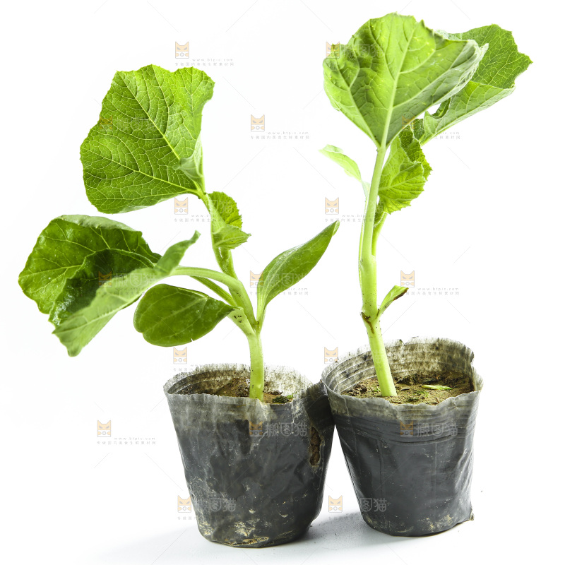 白底上放着茄子苗