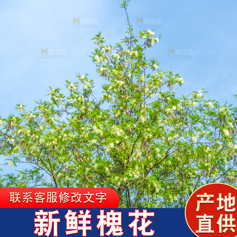 槐树槐花