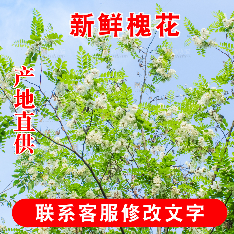 槐树槐花