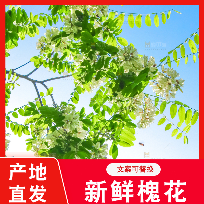 槐树槐花