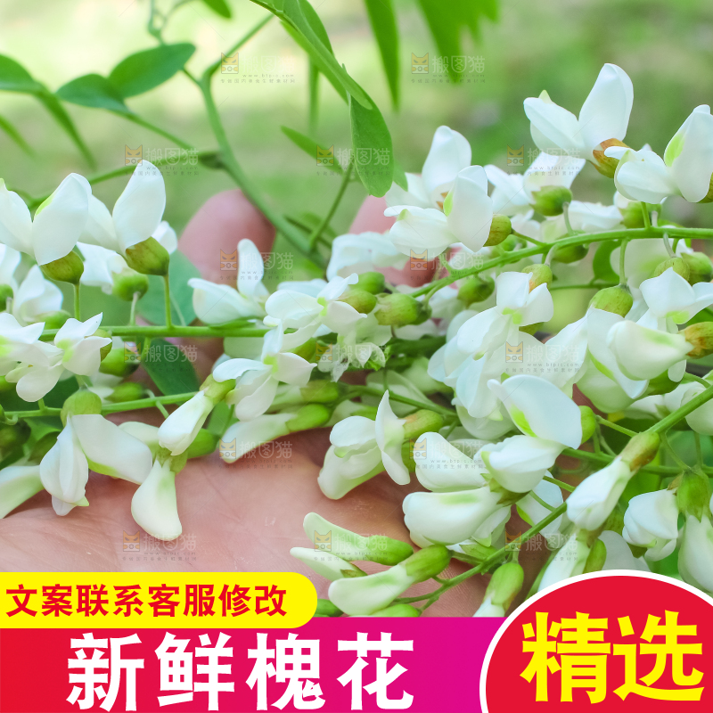 槐树槐花