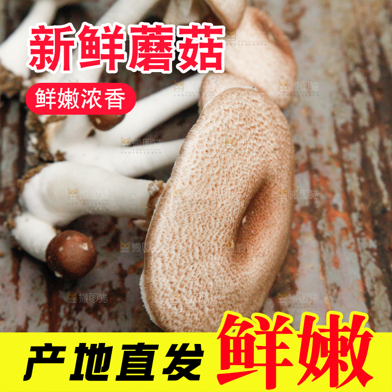 土里的蘑菇