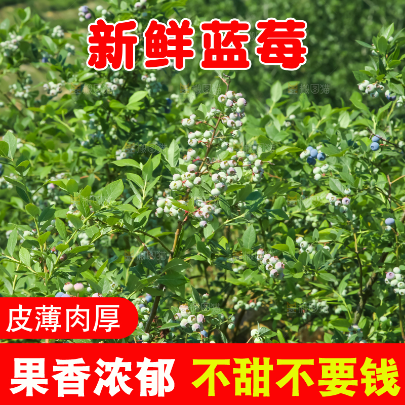 农民正在采摘蓝莓