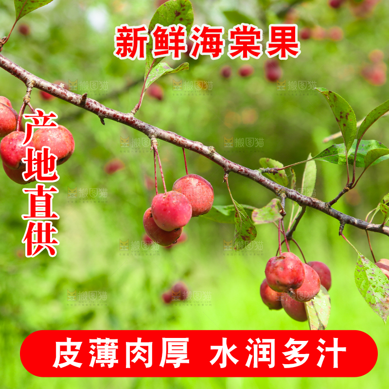 树上挂着海棠果