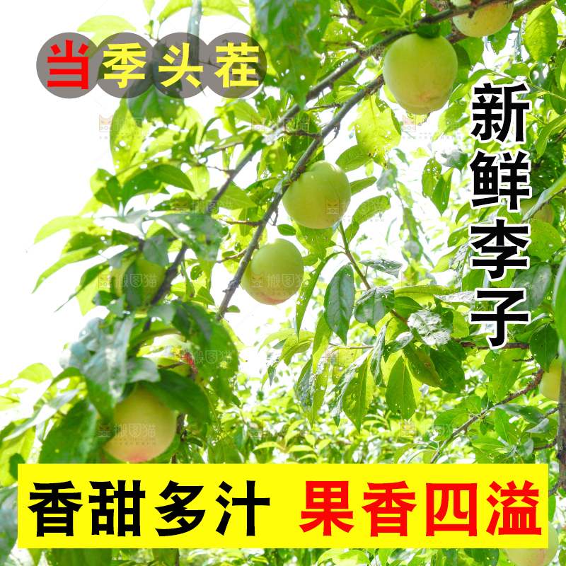 树上的李子