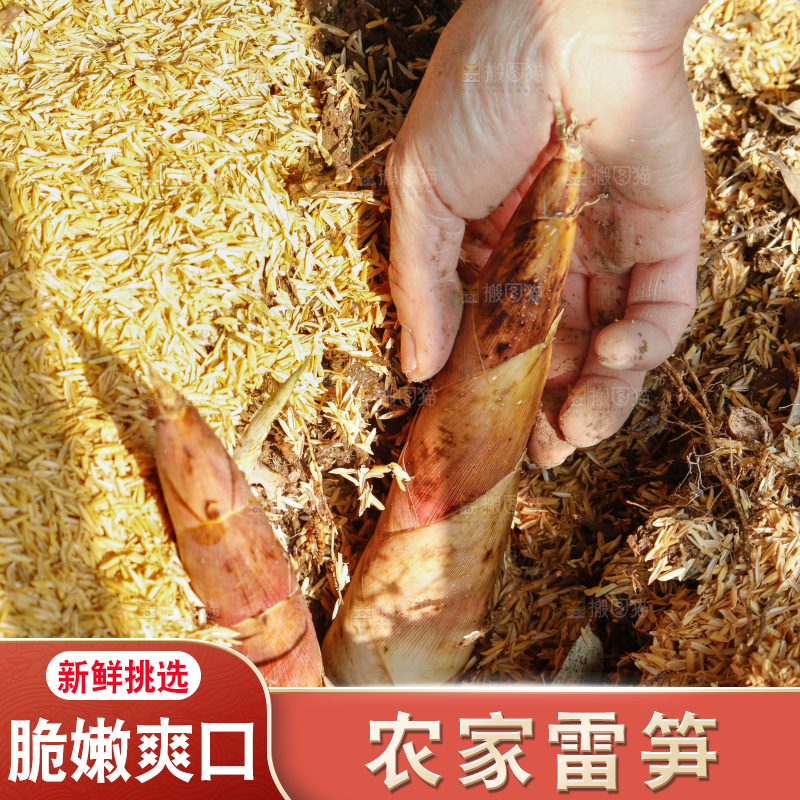 竹林里的雷笋