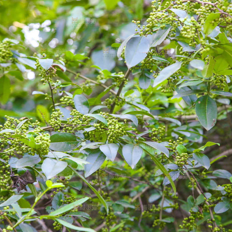 树上的花椒