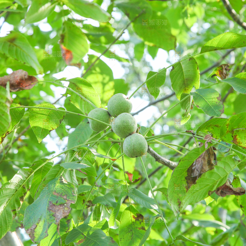 一颗核桃树