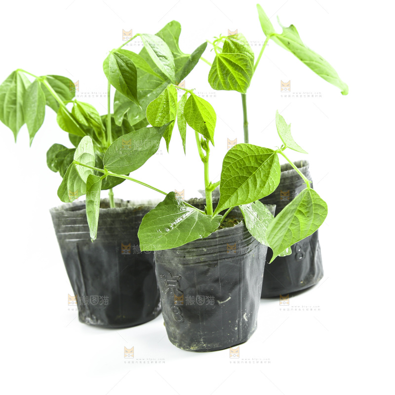 白底上放着豇豆苗