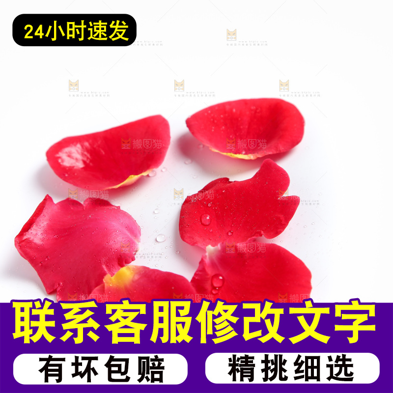白底上的玫瑰花瓣