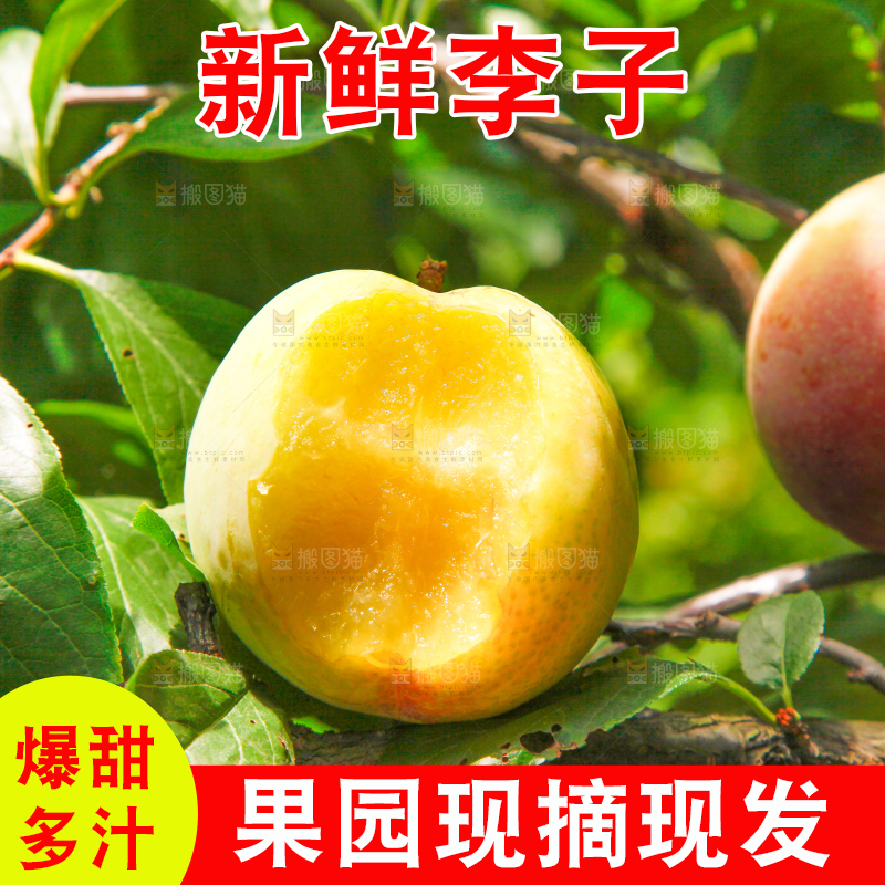 树上的李子