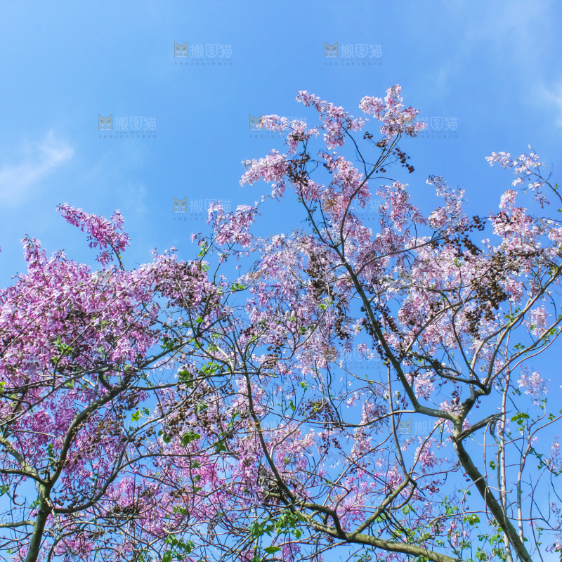 洋槐树上开着花