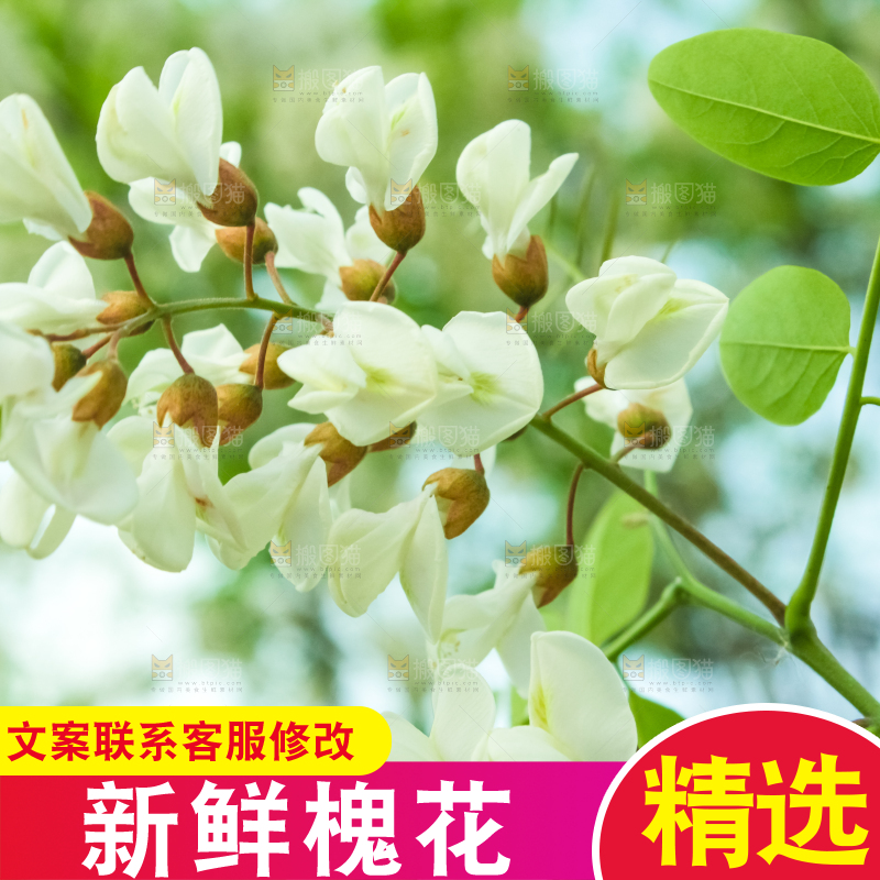 槐树槐花