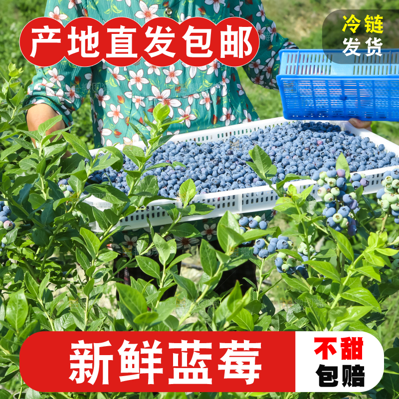 农民正在采摘蓝莓