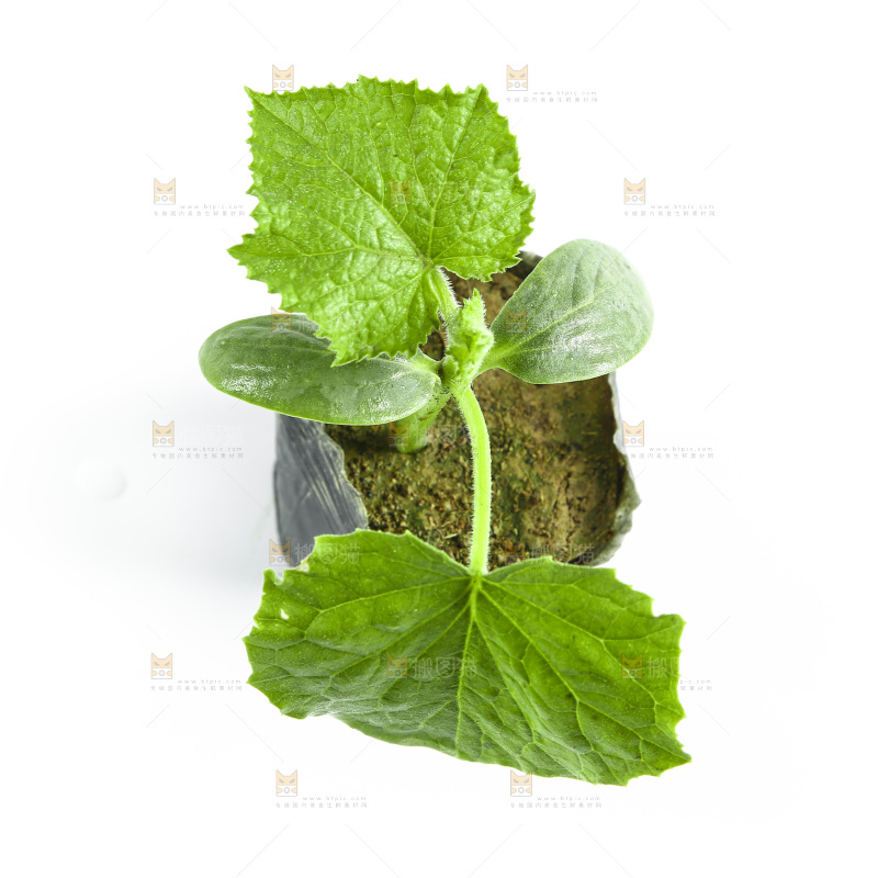 黄瓜苗放在白底上