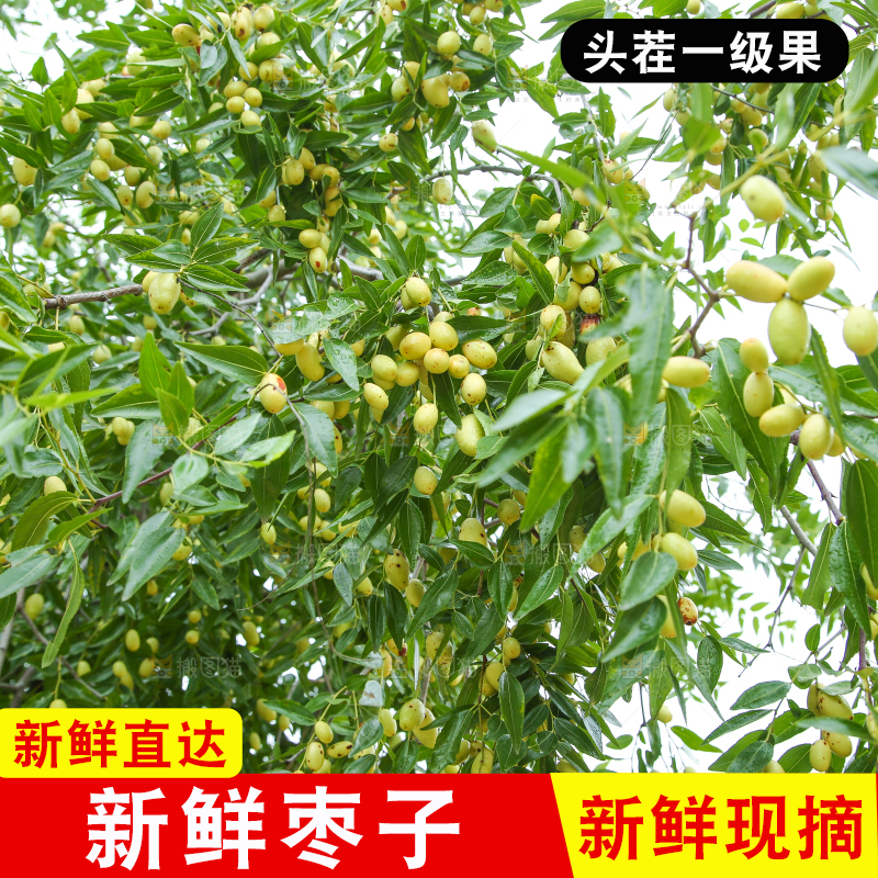 树上的枣子