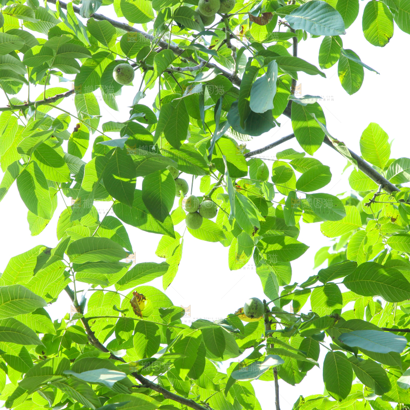 一颗核桃树