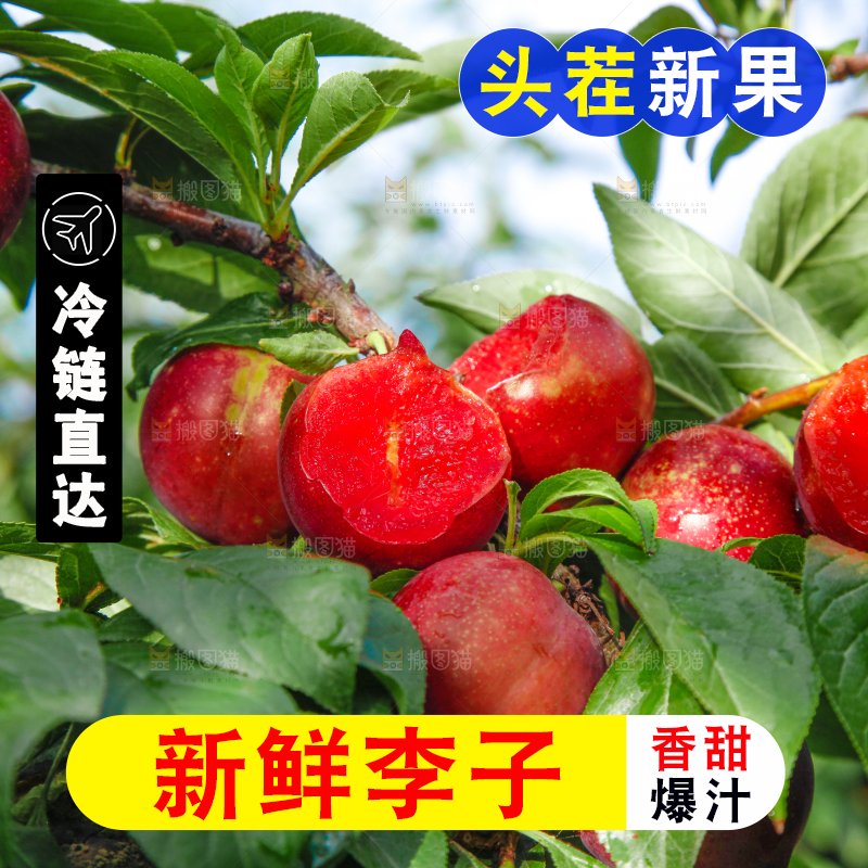 李子树上的红布李