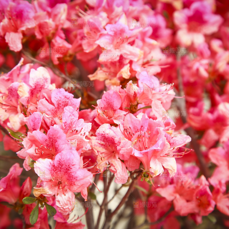 盛开的花朵