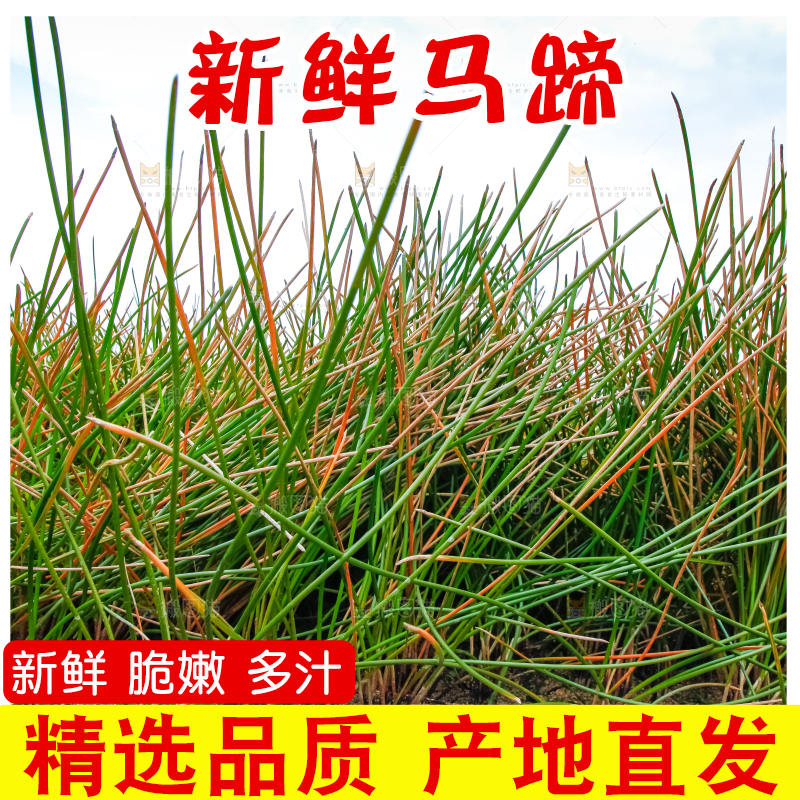 户外的马蹄田