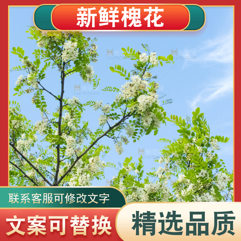 槐树槐花