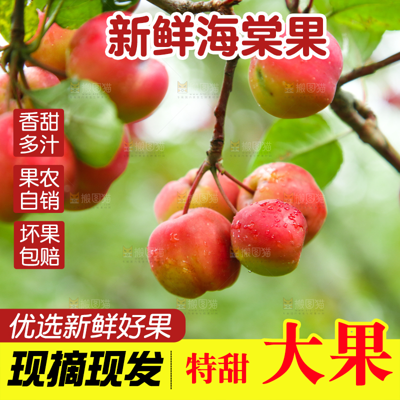 树上挂着海棠果