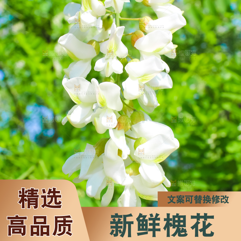 槐树槐花