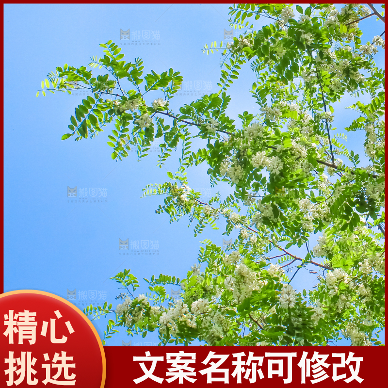 槐树槐花