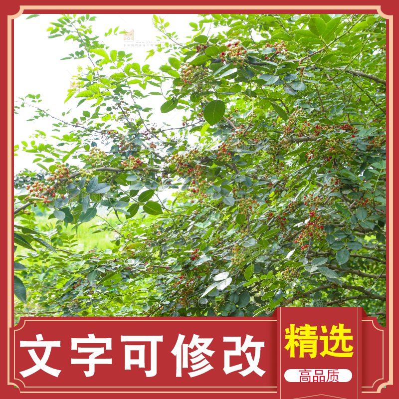 树上的花椒