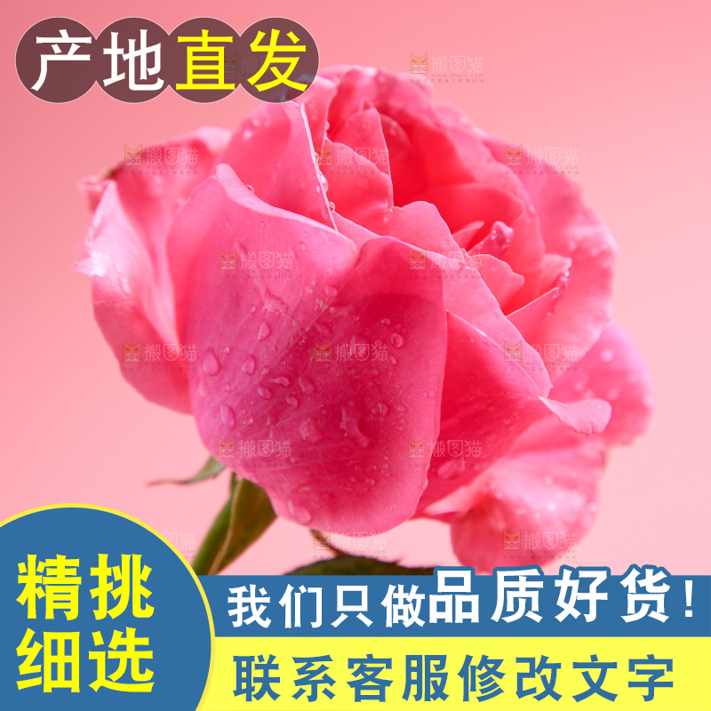 浅底上的玫瑰花