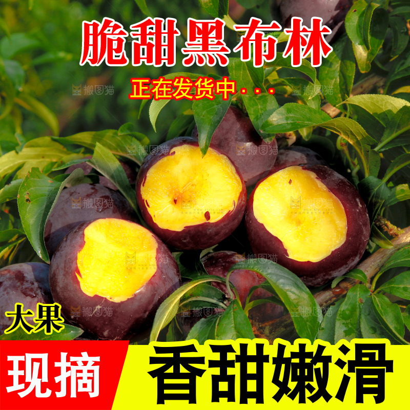 树上挂着黑布李