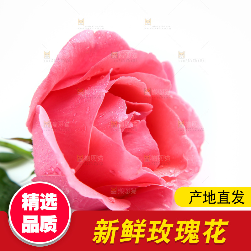 浅底上的玫瑰花