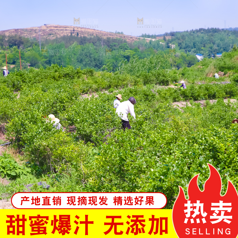 农民正在采摘蓝莓