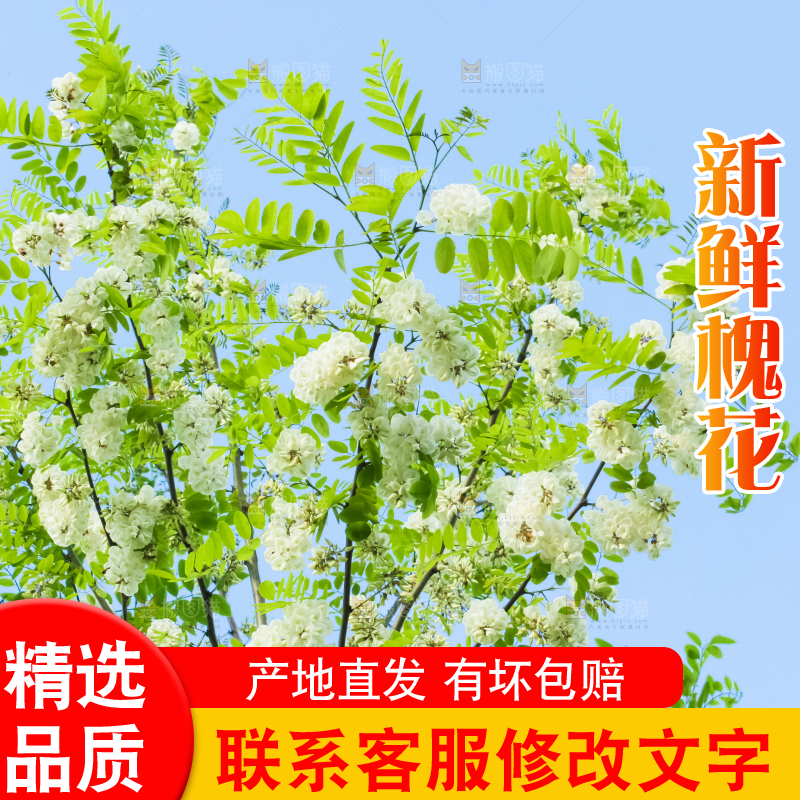 槐树槐花