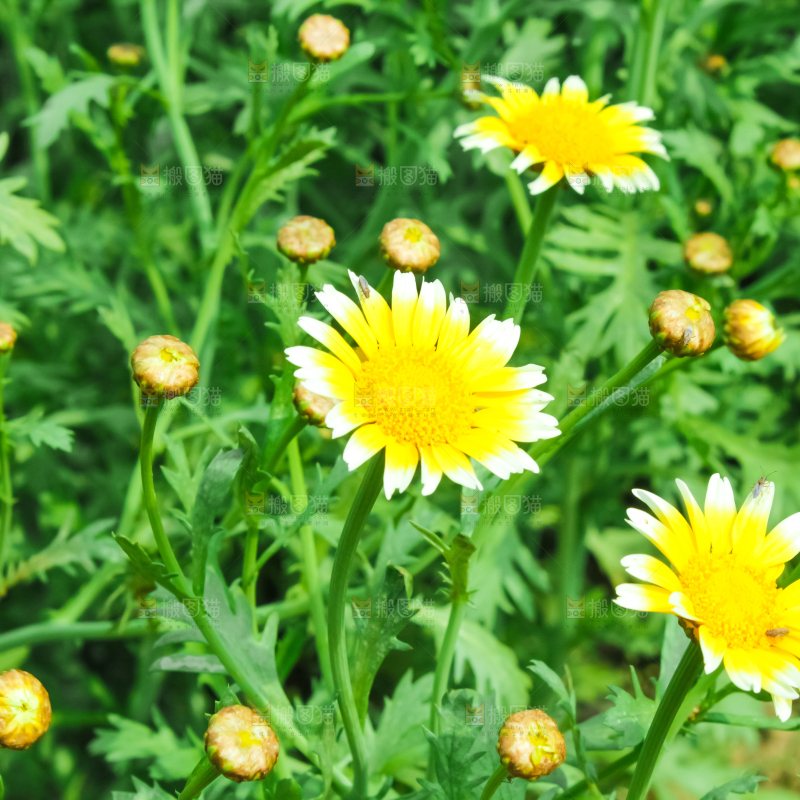 菜园里的茼蒿