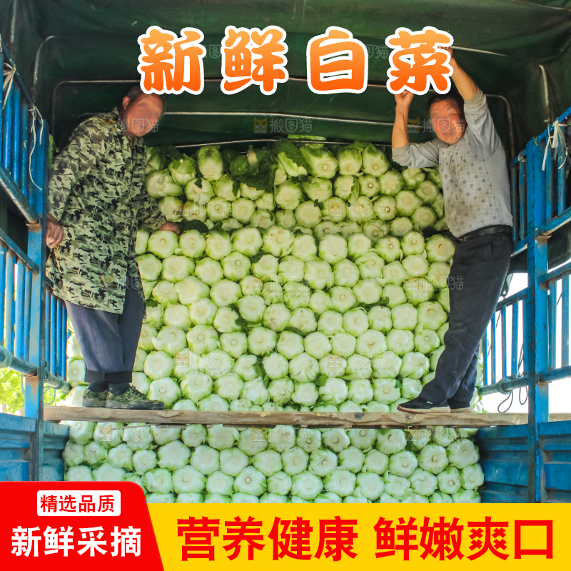 车上正在装着白菜