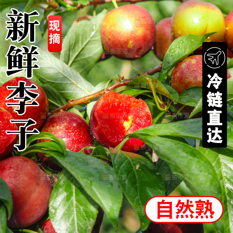 李子树上的红布李