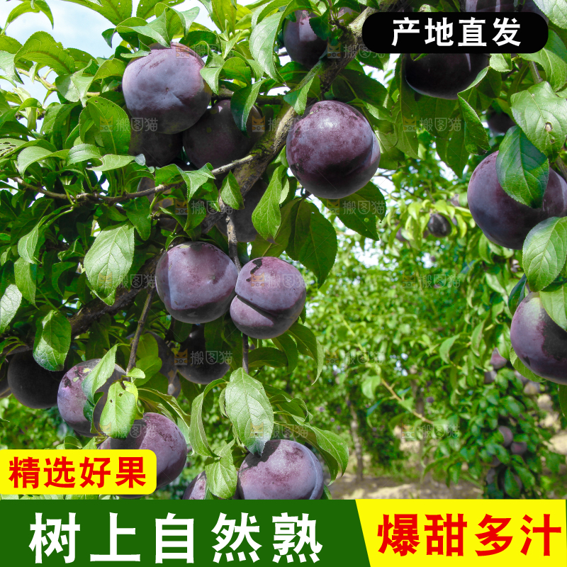 树上挂着黑布李