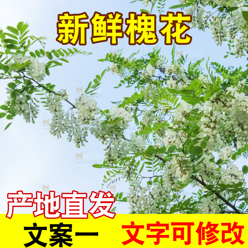 槐树槐花