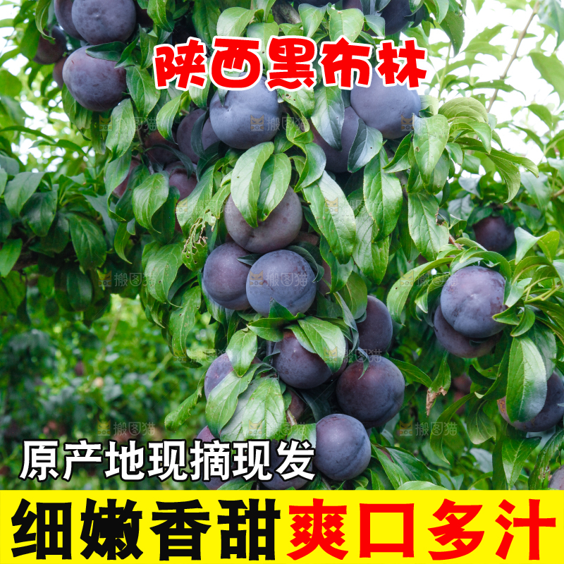 树上挂着黑布李